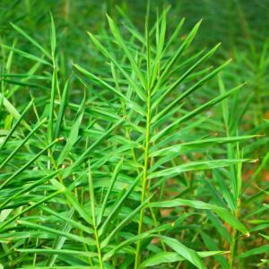 Thai Ginger Plant Live, Galangal Plant, 4 to 6 Inches Tall