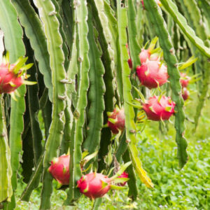 White Dragon Fruit Plant Live, 4 to 6 Inches Tall