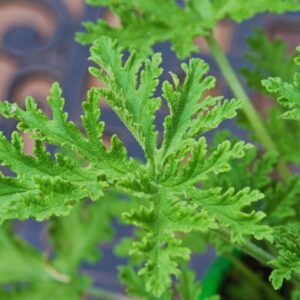 Alternative view of 4 Citronella Plants, 3 to 6 Inches Long