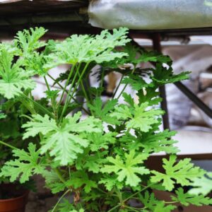 4 Citronella Plants, 3 to 6 Inches Long