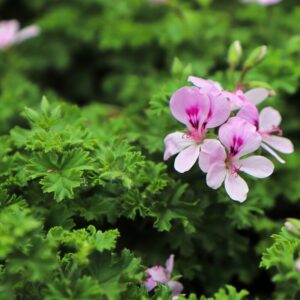 4 Citronella Plants, 3 to 6 Inches Tall