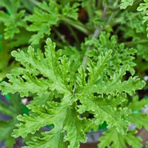 2 Citronella Plants, 3 to 6 Inches Tall