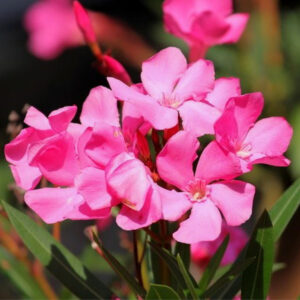 2 Pink Oleander Plants, 4 to 6 Inc Tall