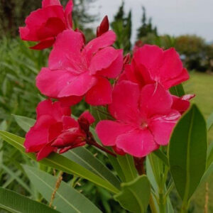 Alternative view of 2 Pink Oleander Plants Live, 3 to 5 Inc Tall