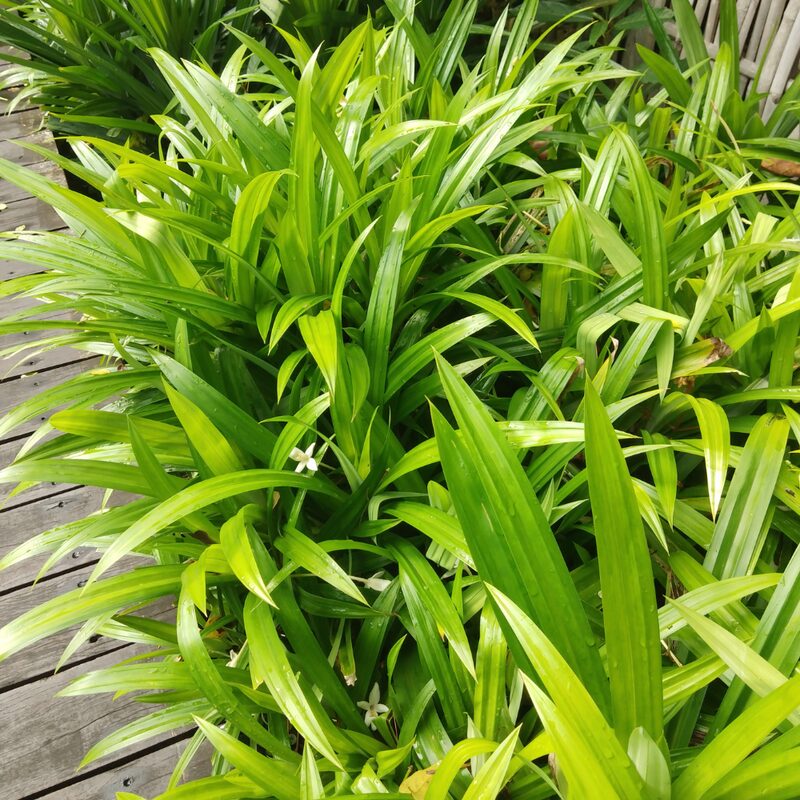 2 Pandan Plants Live, 4 to 7 Inc Tall - Image 3