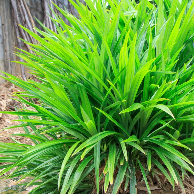 2 Pandan Plants Live, 4 to 7 Inc Tall - Image 2