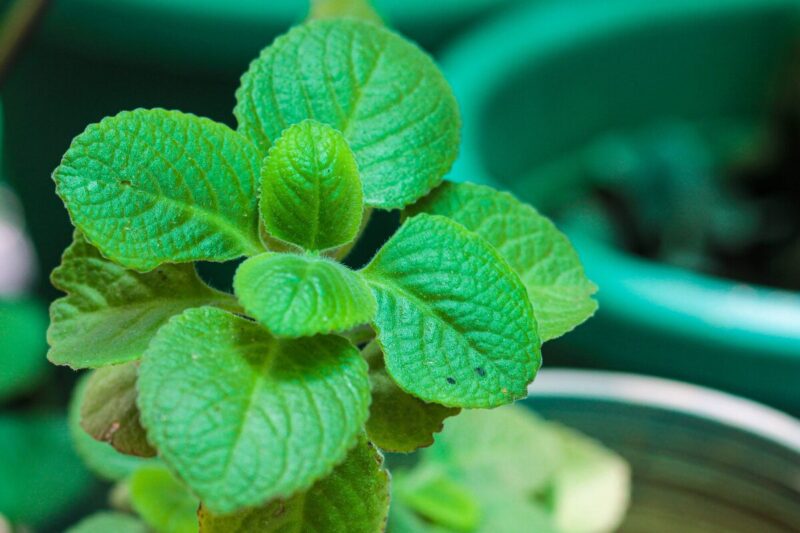 4 Variegated Cuban Oregano Plants Live, 4 to 6 Inc Tall - Image 6