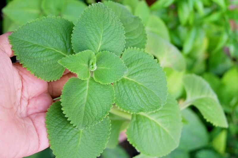 2 Cuban Oregano Plants Live, 3 to 6 Inc Tall - Image 3