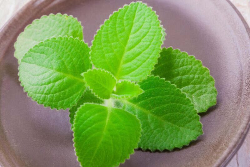 2 Cuban Oregano Plants Live, 3 to 6 Inc Tall