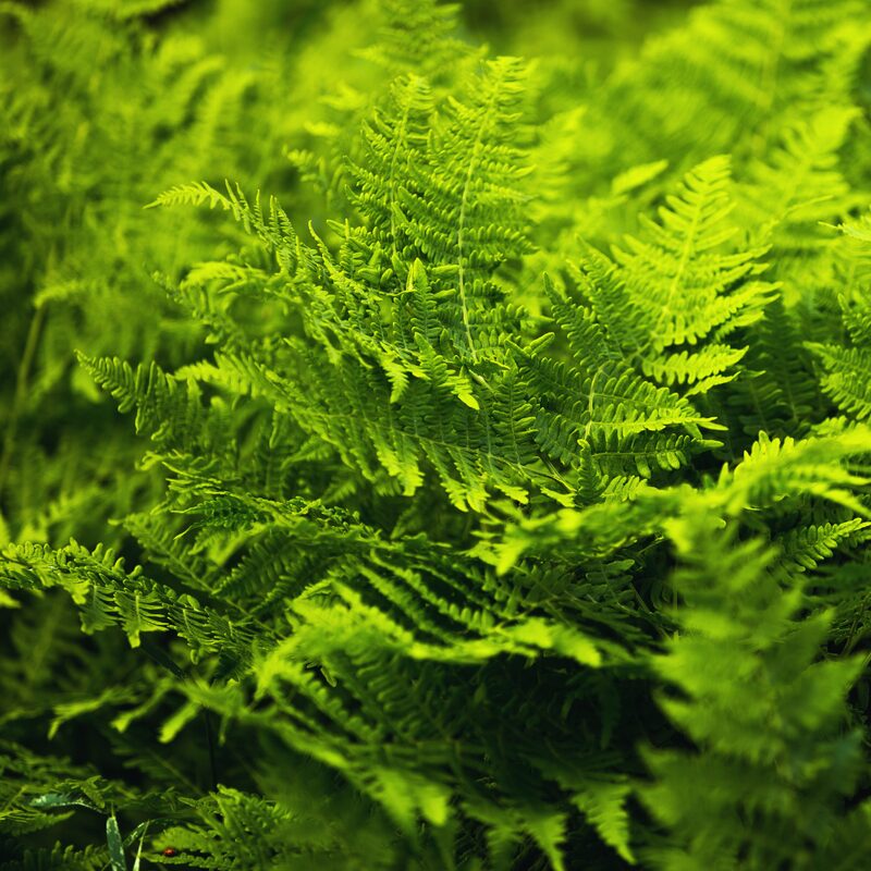 Japanese Painted Fern Plant, Quart Pot - Image 5