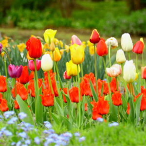 Alternative view of 20 Assorted Tulip Bulbs, Large Bulbs