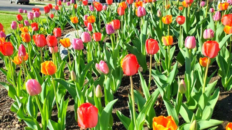 10 Mix Tulip Bulbs, Large Bulbs, Easy to Plant - Image 3