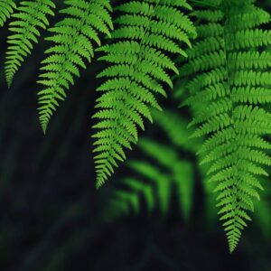 Alternative view of 20 Lady Fern Plants Live, 4 to 6 Inc Tall