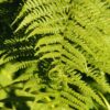 20 Lady Fern Plants Live, 4 to 7 Inc Tall, Fern Live Plants, Fern Shrub Plants for Growing