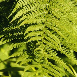 20 Lady Fern Plants Live, 4 to 7 Inc Tall, Fern Live Plants, Fern Shrub Plants for Growing