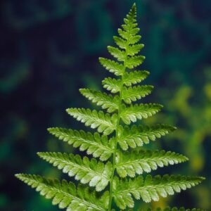 Alternative view of 10 Lady Fern Plants Live, 4 to 6 Inc Tall