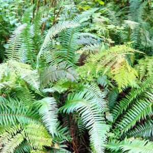 Alternative view of 10 Lady Fern Plants Live, 4 to 7 Inc Tall
