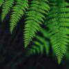 10 Lady Fern Plants Live, 4 to 7 Inc Tall