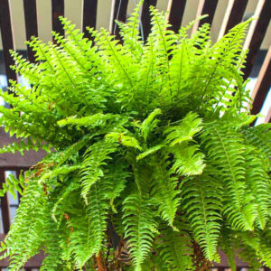 20 Cinnamon Fern Bare Roots, 4 to 6 Inc Tall