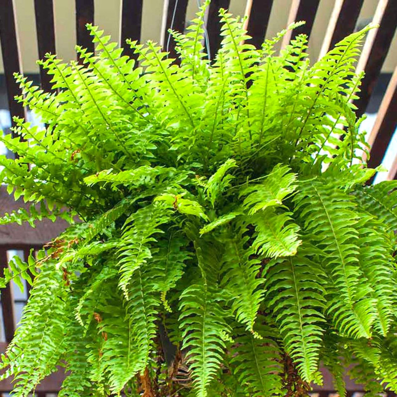 20 Cinnamon Fern Bare Roots, 4 to 6 Inc Tall
