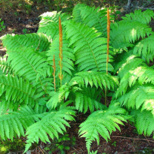 20 Cinnamon Fern Bare Roots, 4 to 7 Inc Tall, Fern Plants Live, Fern Shrub Live Plants for Garden