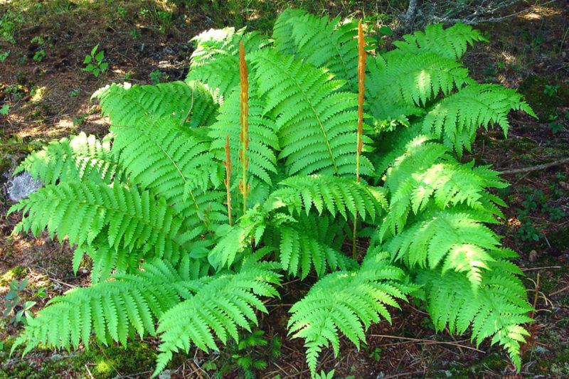20 Cinnamon Fern Bare Roots, 4 to 7 Inc Tall, Fern Plants Live, Fern Shrub Live Plants for Garden