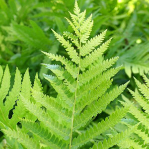 10 Cinnamon Fern Bare Roots, 4 to 6 Inches Tall