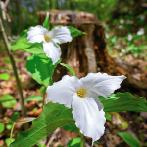 Alternative view of Assorted Trillium Roots - 10 Roots, Large Roots