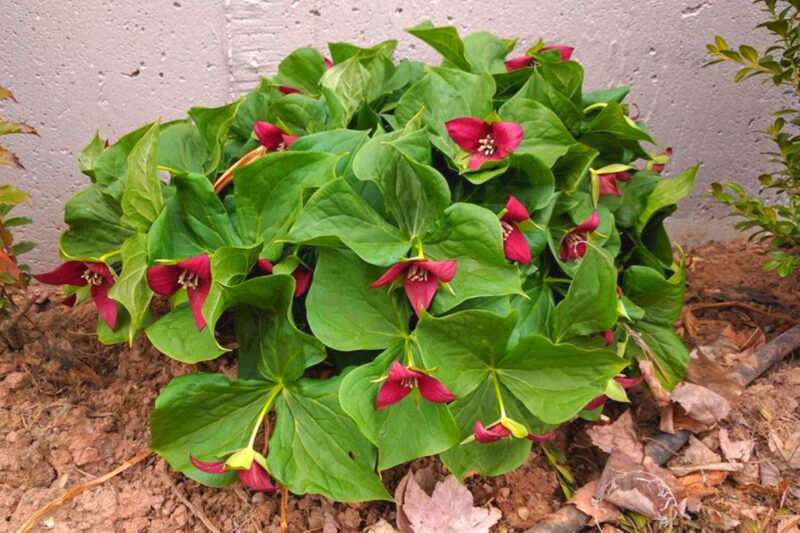 Mix Trillium Roots - 10 Roots, Large Roots - Yellow Red White Color Flower - Image 5