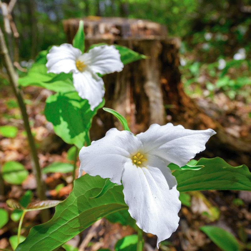 Mix Trillium Roots - 10 Roots, Large Roots - Yellow Red White Color Flower - Image 2
