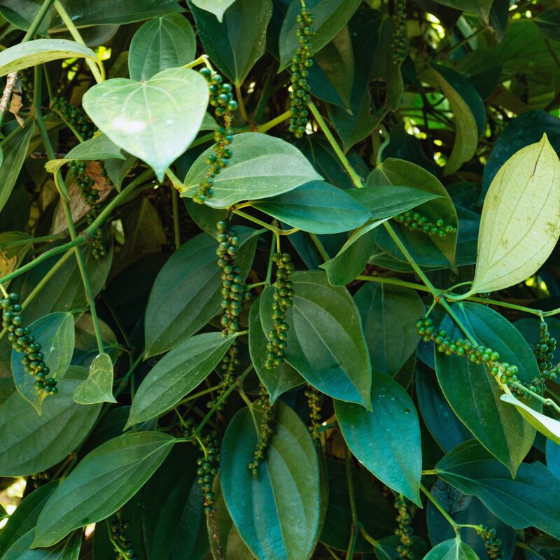 Black Pepper Plant Live - 3 Gallon Pot, 2 to 3 Feet Tall - Piper Nigrum Plant - Image 6