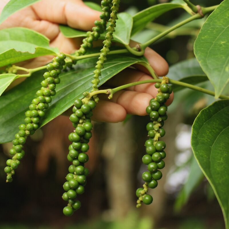Black Pepper Plant Live - 3 Gallon Pot, 2 to 3 Feet Tall - Piper Nigrum Plant - Image 5