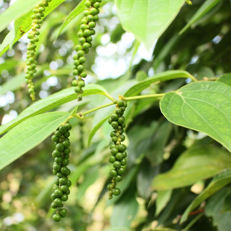 Black Pepper Plant Live - 3 Gallon Pot, 2 to 3 Feet Tall - Piper Nigrum Plant - Image 4