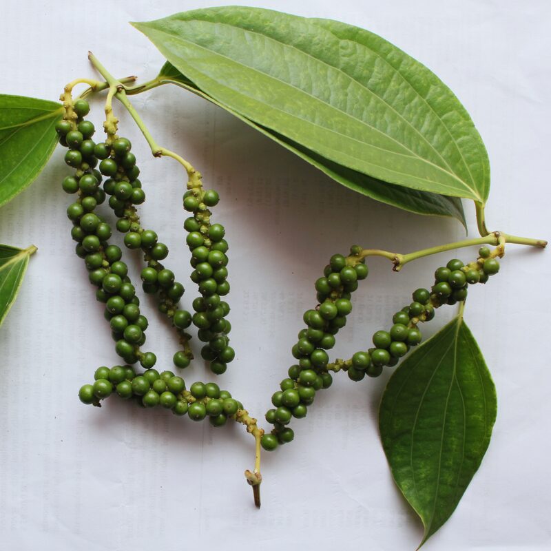 Black Pepper Plant Live - 3 Gallon Pot, 2 to 3 Feet Tall - Piper Nigrum Plant - Image 3