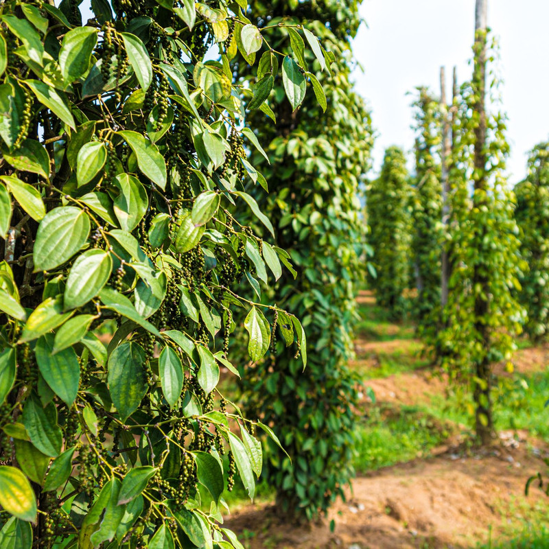 Piper Nigrum Black Pepper Tree Plant - 3 Gallon Pot, 2 to 3 Feet Tall - Image 5