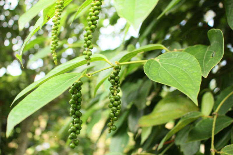Piper Nigrum Black Pepper Tree Plant - 3 Gallon Pot, 2 to 3 Feet Tall