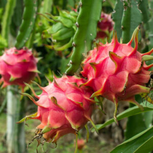 Red Dragon Fruit Plant for Sale - 3 Gallon Pot, 2 to 3 Feet Tall