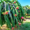 Dragon Fruit Plant - 2 to 3 Feet Tall, 3 Gallon Pot