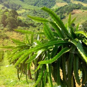 Alternative view of Dragon Fruit Plant - 3 Gallon Pot, 2 to 3 Feet Tall
