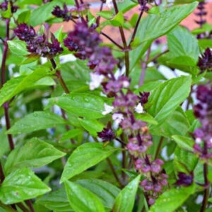 Alternative view of 2 Thai Basil Plants for Sale - 3 to 5 Inc Tall