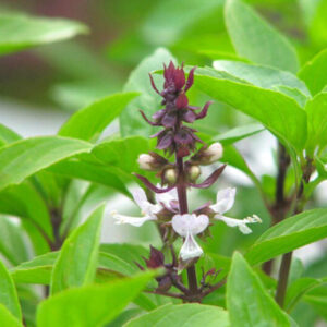 Alternative view of 2 Thai Basil Plants for Sale - 3 to 5 Inc Tall