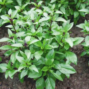 2 Thai Basil Plants for Sale - 3 to 5 Inc Tall