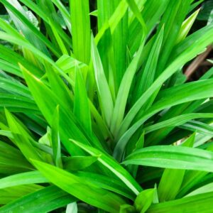 Alternative view of Pandan Plant for Sale - 5 to 9 Inches Tall - Pandanus Amaryllifolius Plant Live
