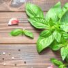 6 Large Leaf Italian Basil Plants for Sale - 3 to 5 Inc Tall - Sweet Basil Plants, Basil Plant Pot 4''
