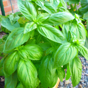 Alternative view of 2 Sweet Basil Plants for Sale - 3 to 5 Inc Tall - Large Leaf Italian Basil Plants, Basil Plant Pot 4''