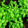 2 Sweet Basil Plants for Sale - 3 to 5 Inc Tall - Large Leaf Italian Basil Plants, Basil Plant Pot 4''