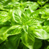 2 Large Leaf Italian Basil Plants for Sale - 3 to 5 Inc Tall - Sweet Basil Plants, Basil Plant Pot 4''