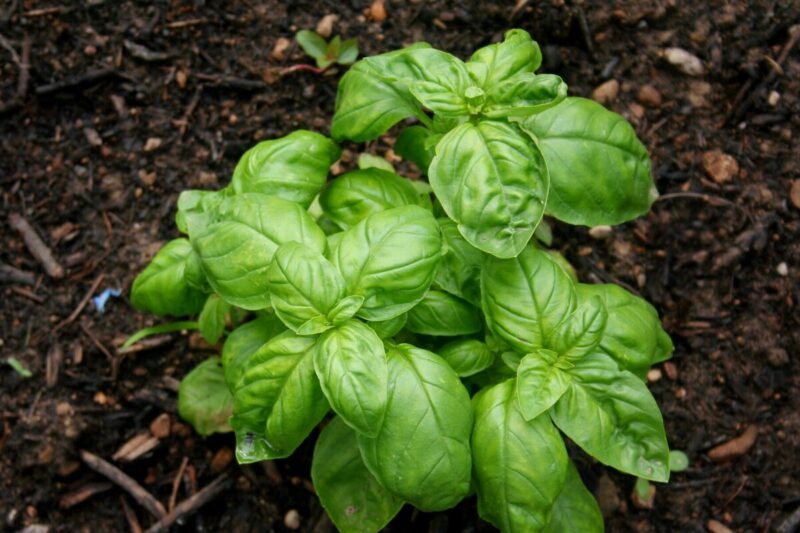 2 Sweet Basil Plants for Sale - 3 to 5 Inc Tall - Large Leaf Italian Basil Plants, Basil Plant Pot 4'' - Image 3