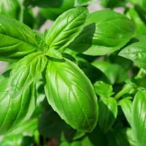 Alternative view of 2 Sweet Basil Plants for Sale - 3 to 5 Inc Tall - Large Leaf Italian Basil Plants, Basil Plant Pot 4''