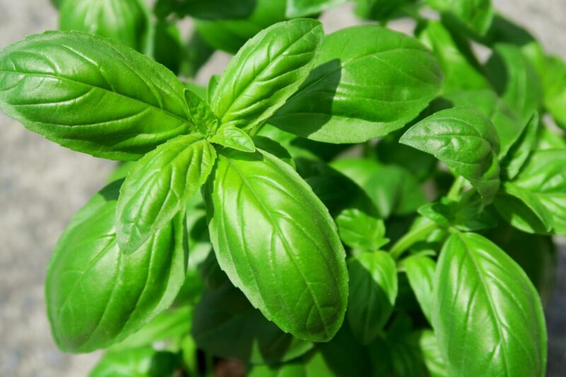 2 Sweet Basil Plants for Sale - 3 to 5 Inc Tall - Large Leaf Italian Basil Plants, Basil Plant Pot 4'' - Image 2